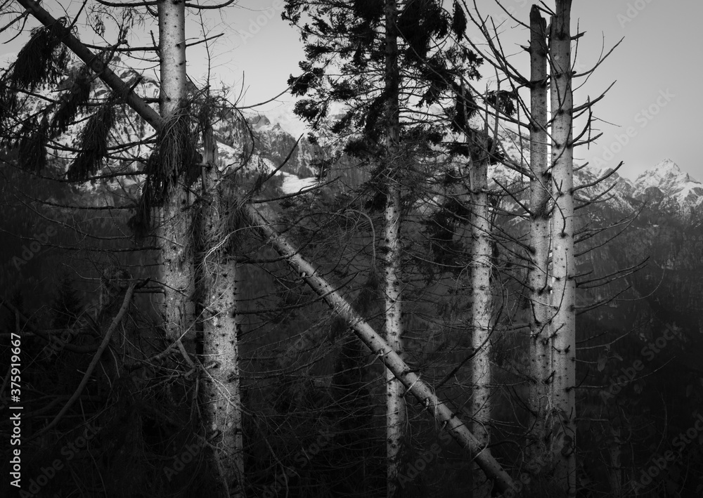 Obraz premium Black and white mountain landscape of a storm-ravaged fir forest. Fallen and bare trunks. Fir woods ravaged by the fury of storm Vaia. High contrast. Monte Avena, Belluno, Italy