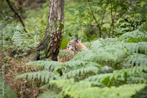 A pair of Eurasian lynx grooming in the woods 