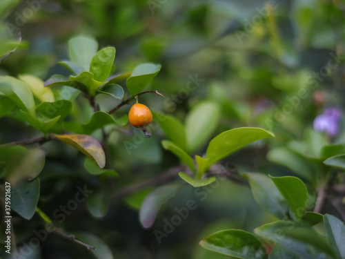 fruit on tree in green background