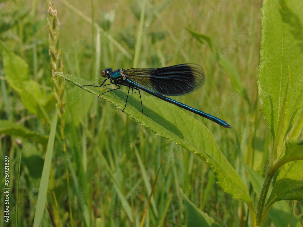 blue dragonfly on a green leaf blue dragonfly on a green leaf