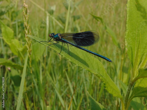 blue dragonfly on a green leaf © Mria
