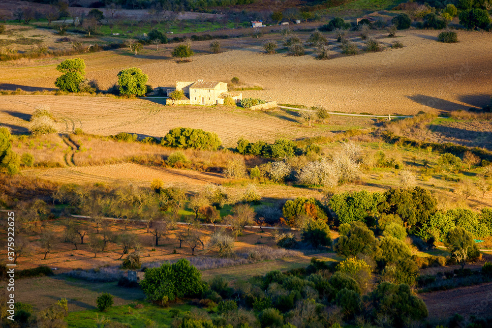 Obraz premium Campiña.Petra. Es pla.Mallorca.Islas baleares.España.