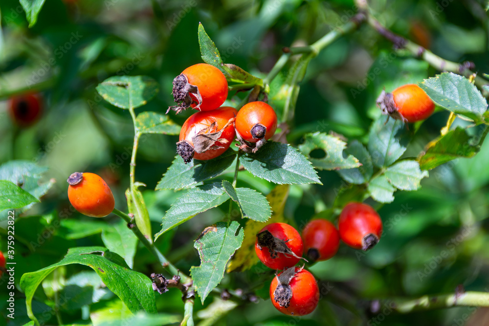 Close up images of red rose hips hanging on the bench of a bush on a sunny summer day with on a green background