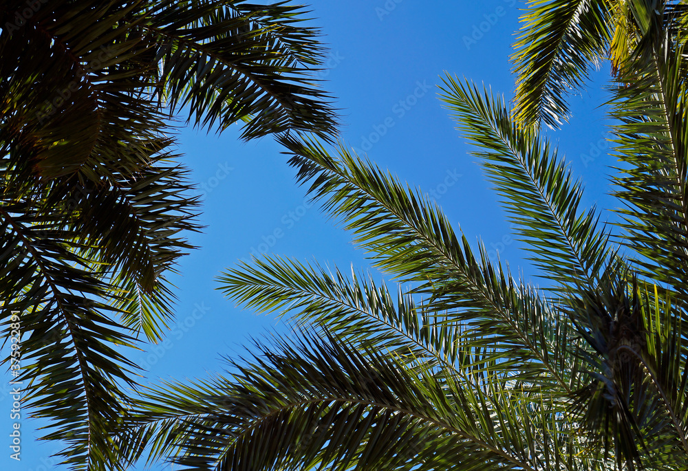 Date palm tree leaves and blue sky