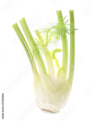 Fennel an isolated on white background