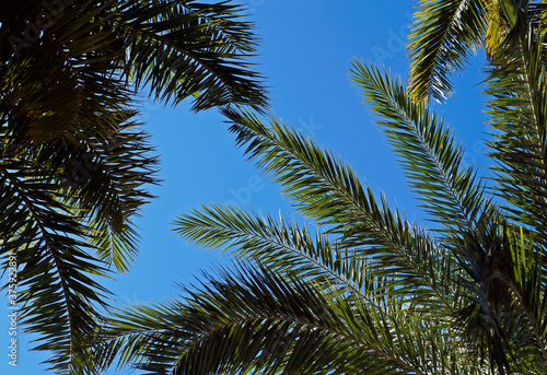 Date palm tree leaves and blue sky © Wagner Campelo