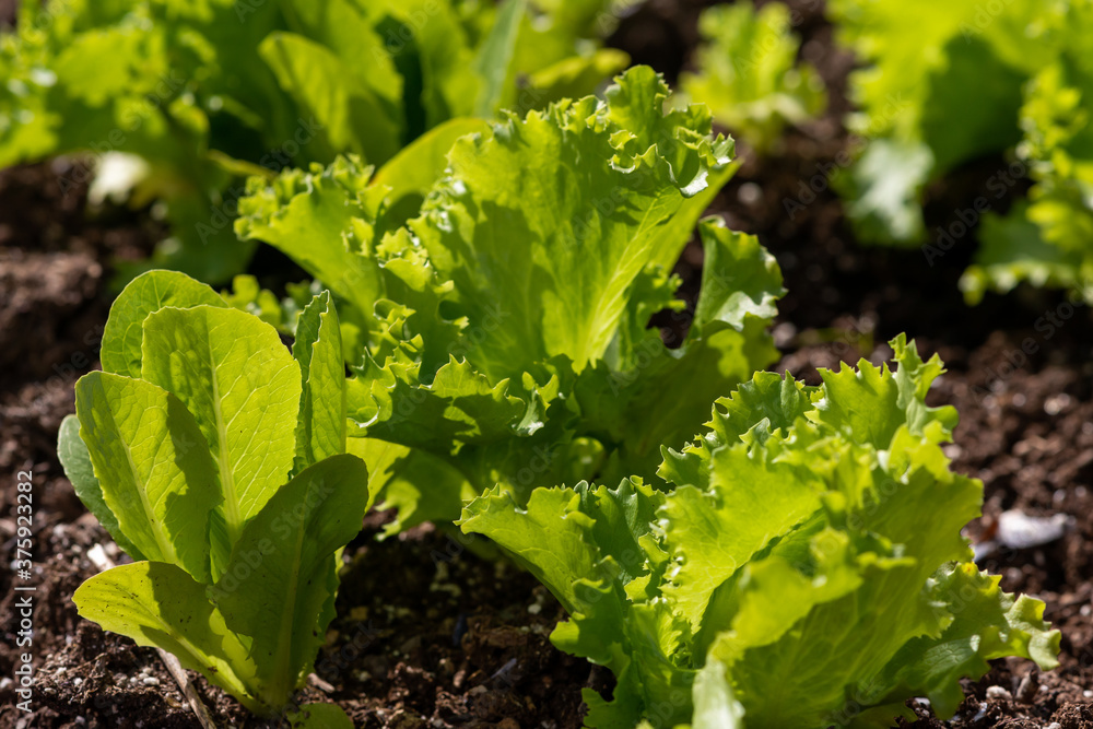Romaine lettuce growing in a garden. Alongside the romaine lettuce are multiple green leafy lettuce heads growing in rich brown soil. The sun is shining through the translucent organic vegetable. Romaine lettuce growing in a garden. Alongside the romaine lettuce are multiple green leafy lettuce heads growing in rich brown soil. The sun is shining through the translucent organic vegetable.