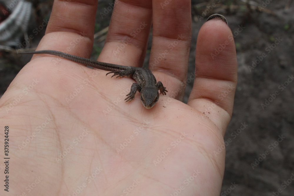 a small gray lizard sits on the hand naked or gloved looking