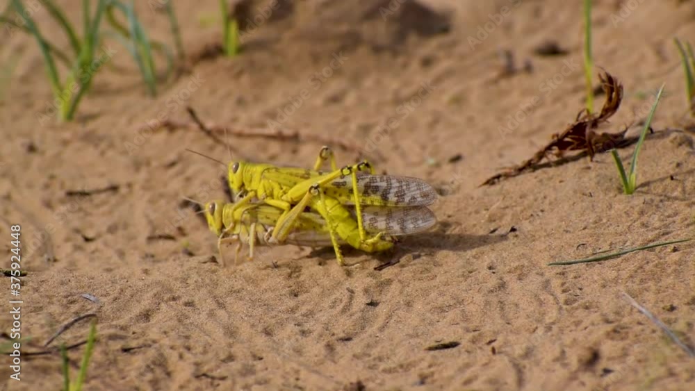 Close-up of an Migratory locust swarm sitting on desert.Locusts are related to grasshoppers Close-up of an Migratory locust swarm sitting on desert.Locusts are related to grasshoppers