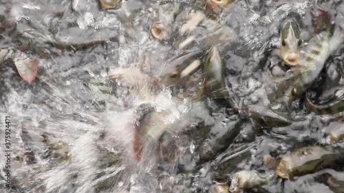 Feeding snack to large quantity of aggressive Mayaheros urophthalmus (Cichlasoma urophthalmum), also known as the Mayan Cichlid or Mexican mojarra. photo