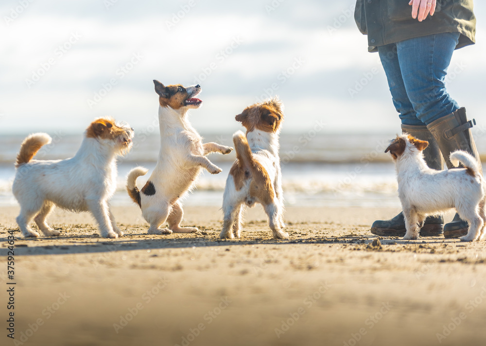 Dog, terrier, beach, fun, pet, animal,cute
