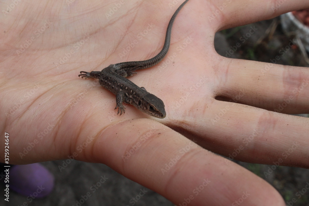 a small gray lizard sits on the hand naked or gloved looking