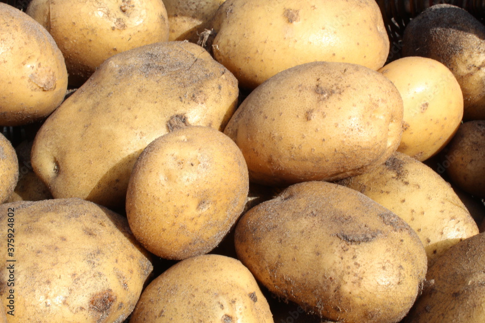 tubers of vegetables potatoes white yellow in the sand close up background food tubers of vegetables potatoes white yellow in the sand close up background food