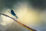 Damselfly near the river poetic vision