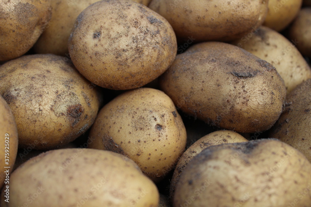 tubers of vegetables potatoes white yellow in the sand close up background food tubers of vegetables potatoes white yellow in the sand close up background food