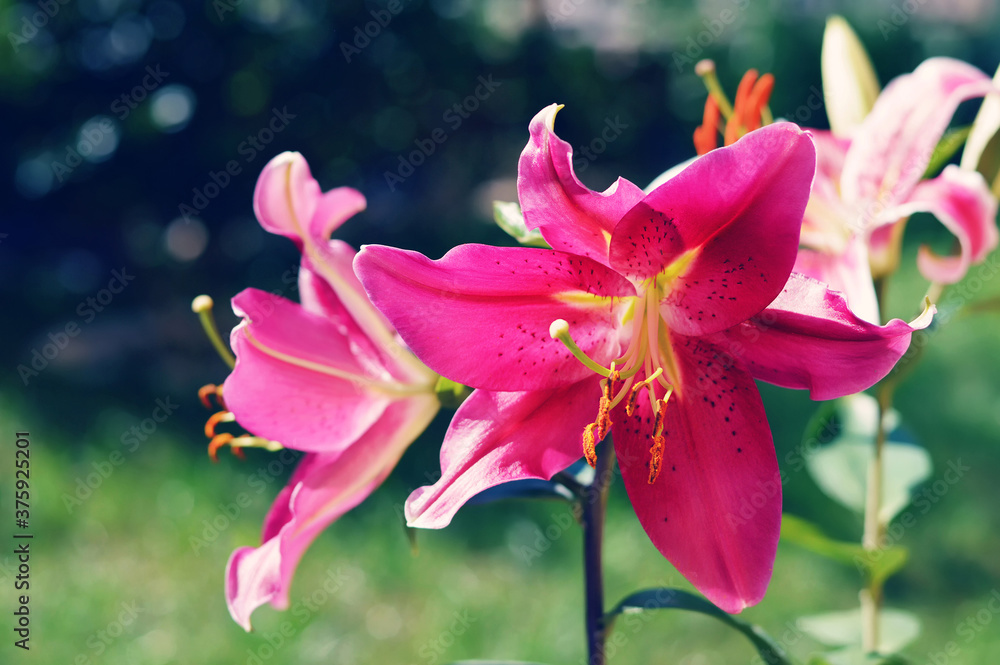 Fototapeta premium Lily flowers blooming in the garden. Stargazer lily. Oriental lily