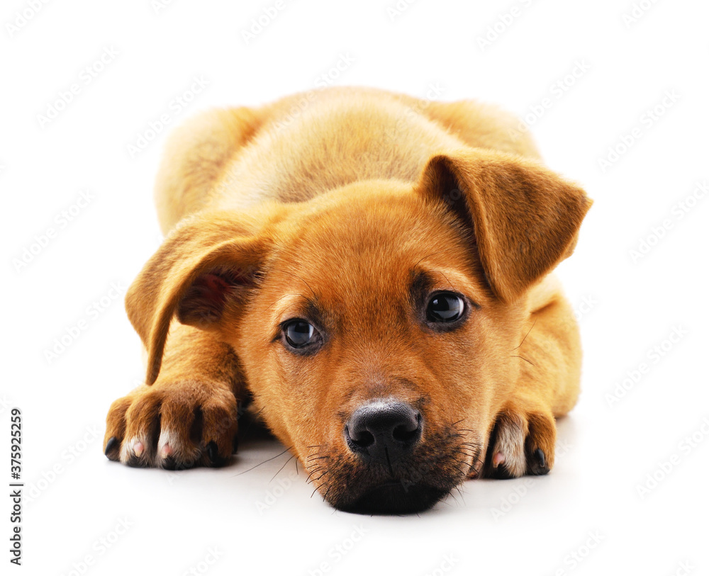 Fototapeta premium One little dog.