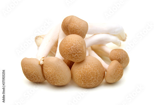 Shimeji mushrooms brown varieties isolated on white background