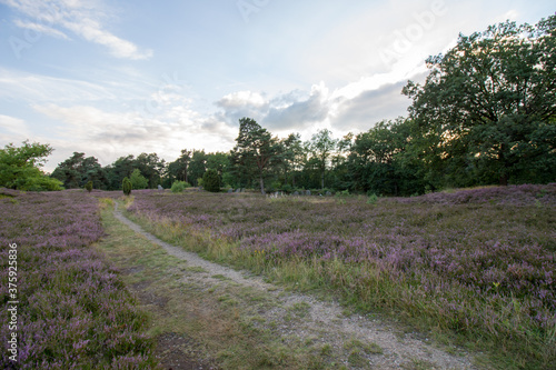 Lueneburg Heath Oldendorfer Totenstatt in Summer