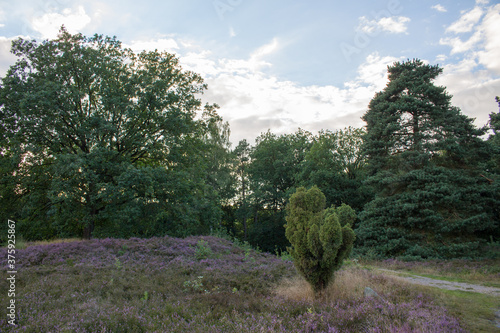 Lueneburg Heath Oldendorfer Totenstatt in Summer