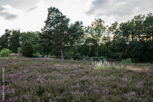 Lueneburg Heath Oldendorfer Totenstatt in Summer