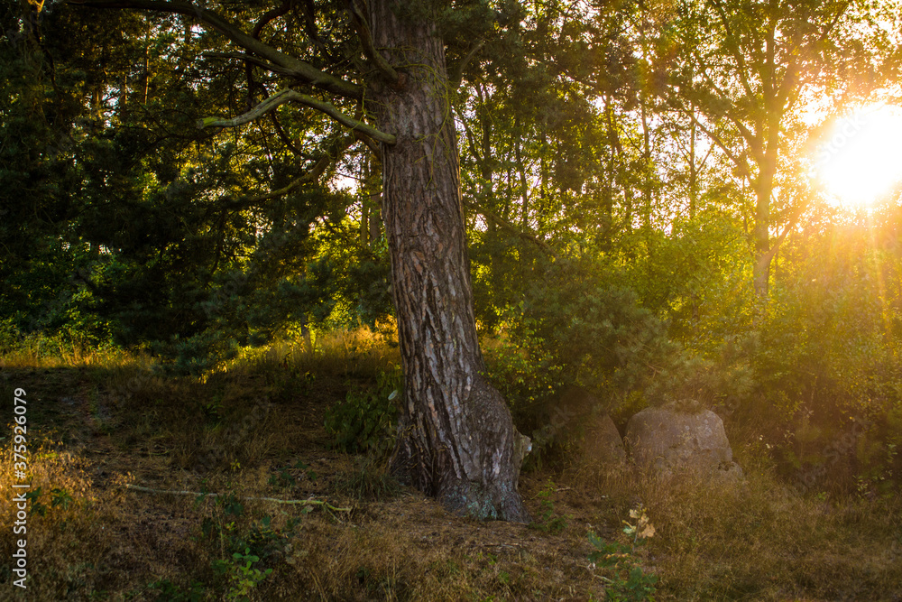 Obraz premium Lueneburg Heath Oldendorfer Totenstatt in Summer