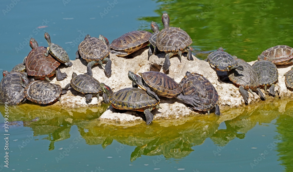 turtles basking and swimming in the sun turtles basking and swimming in the sun