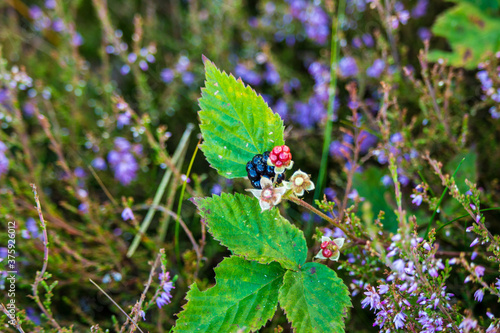 Blackberry in the Lueneburg Heath Oldendorfer Totenstatt in Summer