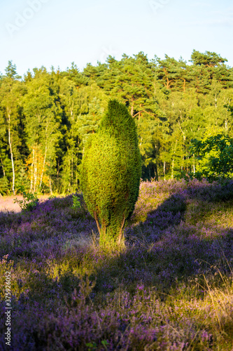 Lueneburg Heath Oldendorfer Totenstatt in Summer