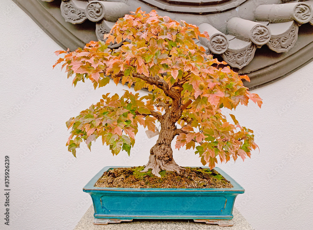 Amazing Bonsai tree exhibit in Asian Garden, Chinese lantern exhibit