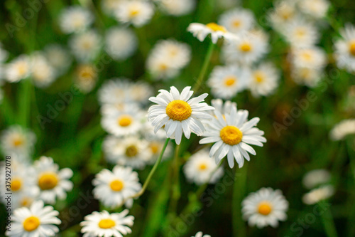 Glade of white chamomile flowers close up top view