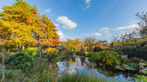 Small pond surrounded by greenery and a tree with autumn leaves, wonderful sunny day with a blue sky and white clouds in Landgraaf South Limburg in the Netherlands Holland