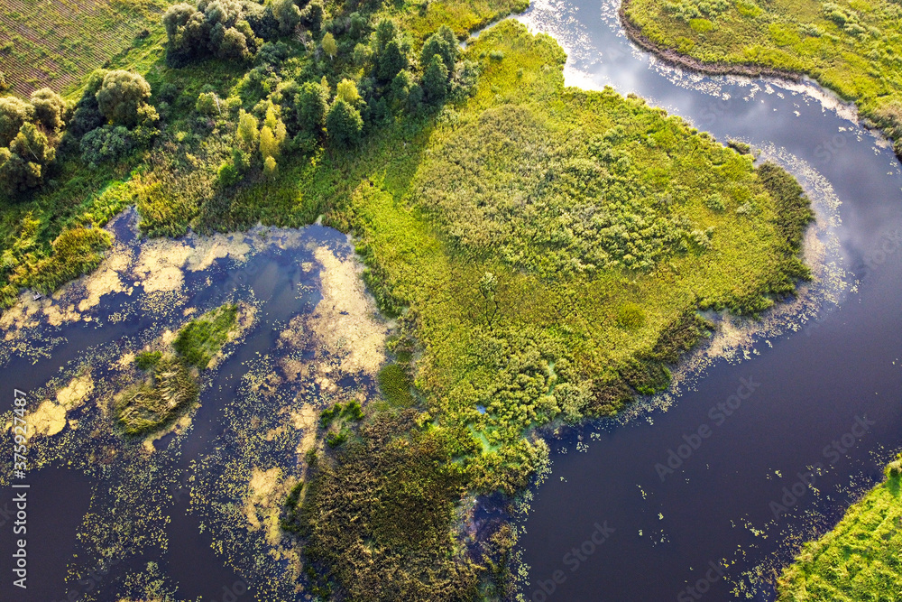 Aerial view of river, green swamp grass, summer landscape. Winding river with overgrown banks, top view