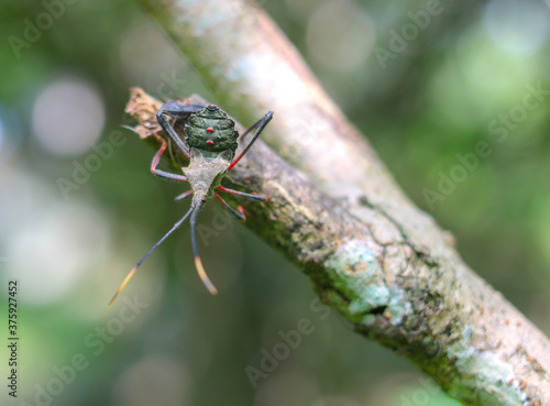 A close up from a solitary insect in the Mexican jungle