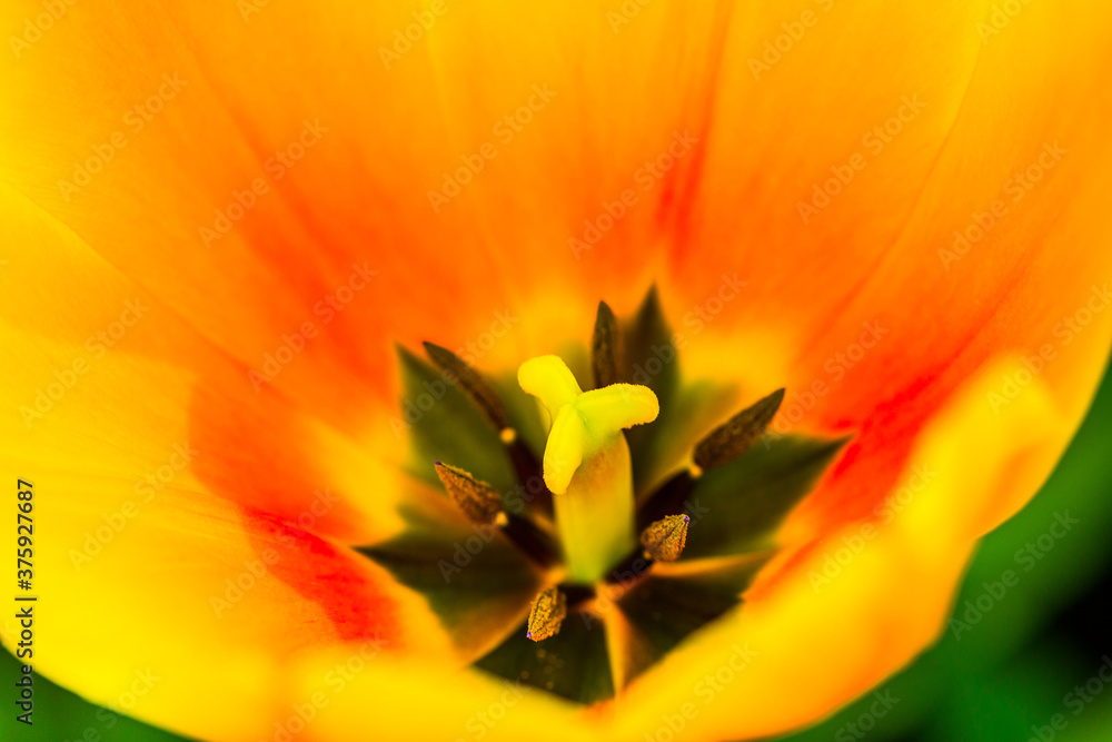 Close up of a tulip in a yellow, orange and black color scheme with yellow and green pistils, a magical creation of nature. Extreme macro photography
