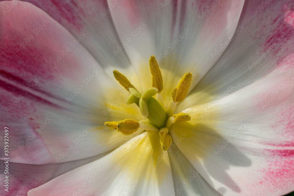 Close-up of a tulip with sunlight on it, white petals with pink details, its center with its yellow stigma, pistils and stamen. Extreme macro photography
