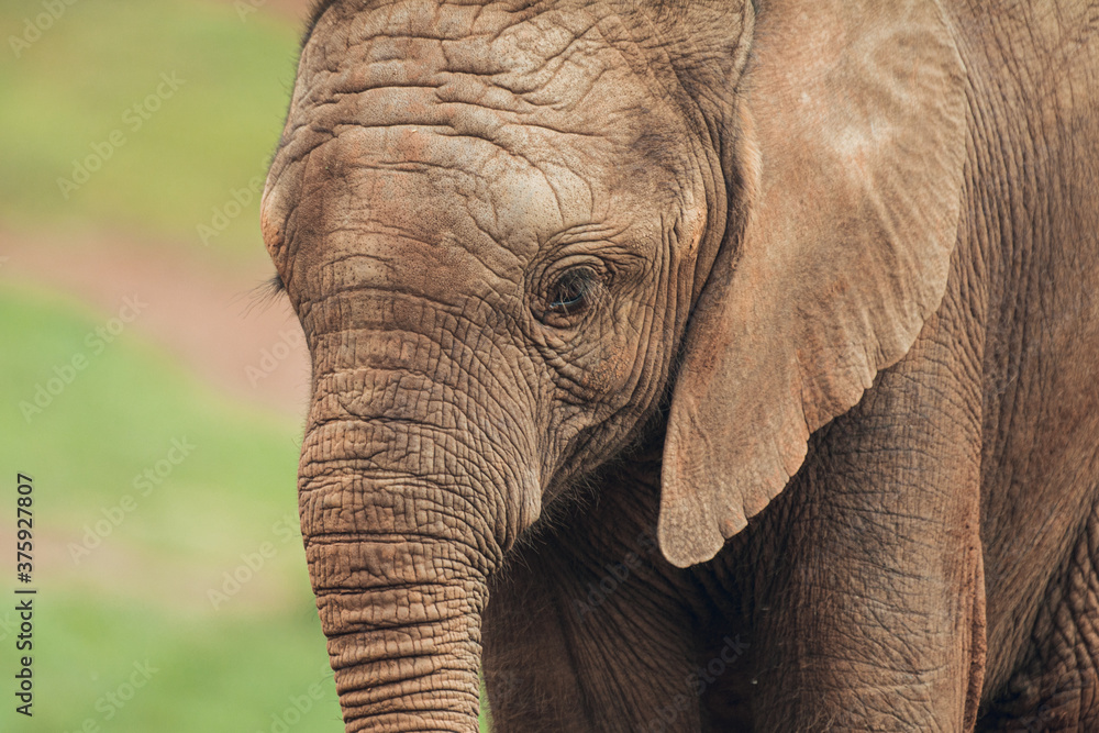 Fototapeta premium Close up of baby African elephant