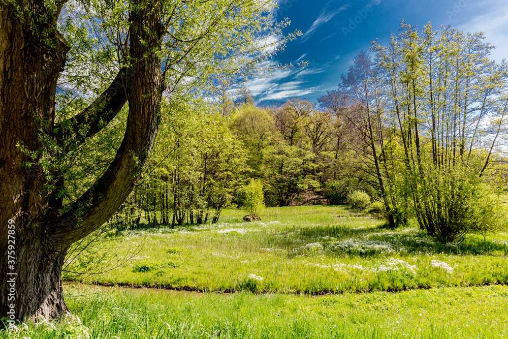 Obraz premium Meadows with a stream among green grass, lush trees, a spectacular blue sky and few white clouds in Kelmonderbos forest in Beek, South Limburg in the Netherlands Holland