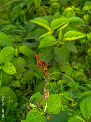 red dragonfly on a branch of tree macro stock photo.