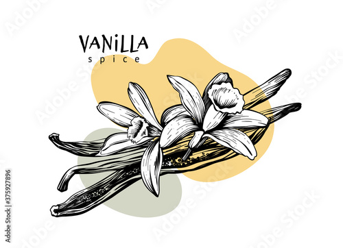 Vanilla pods, sticks and flowers. Spices isolated on white background. Aromatic ingredient for cooking, perfumery. Vector hand drawing illustration.
