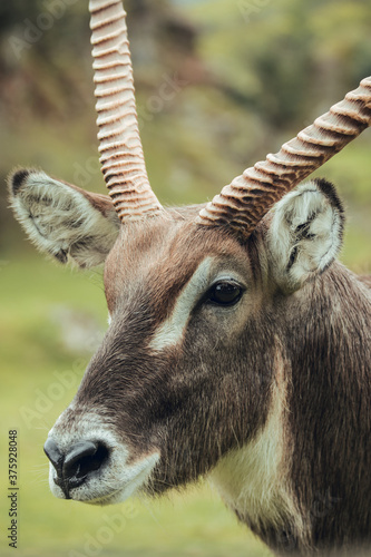 Close up of Male waterbuck cobo or water cobo