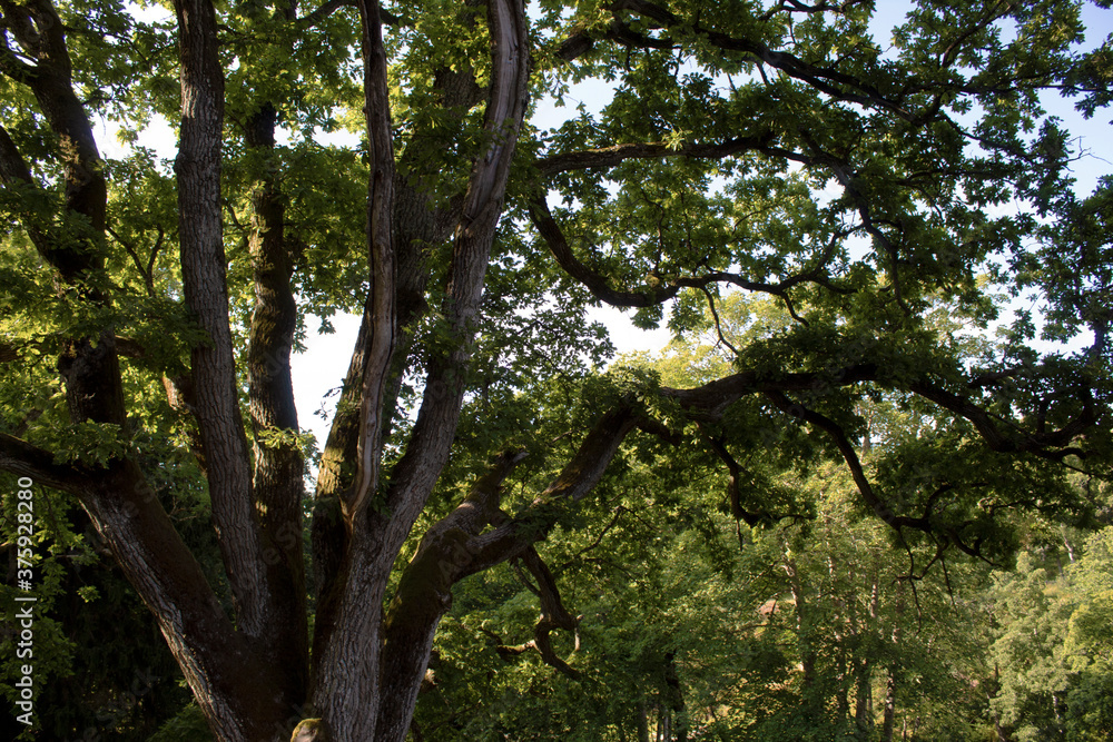 Fototapeta premium trees in the park