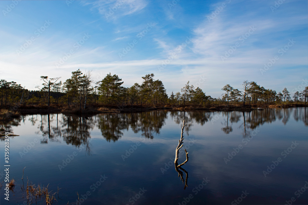 reflection of trees in the swamp lake reflection of trees in the swamp lake