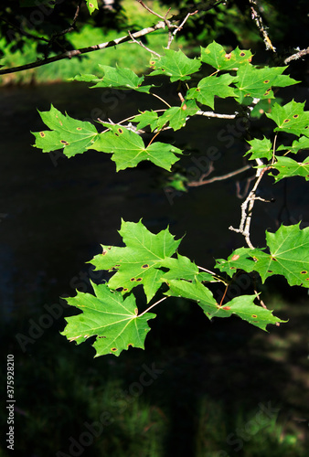 maple leaves above water