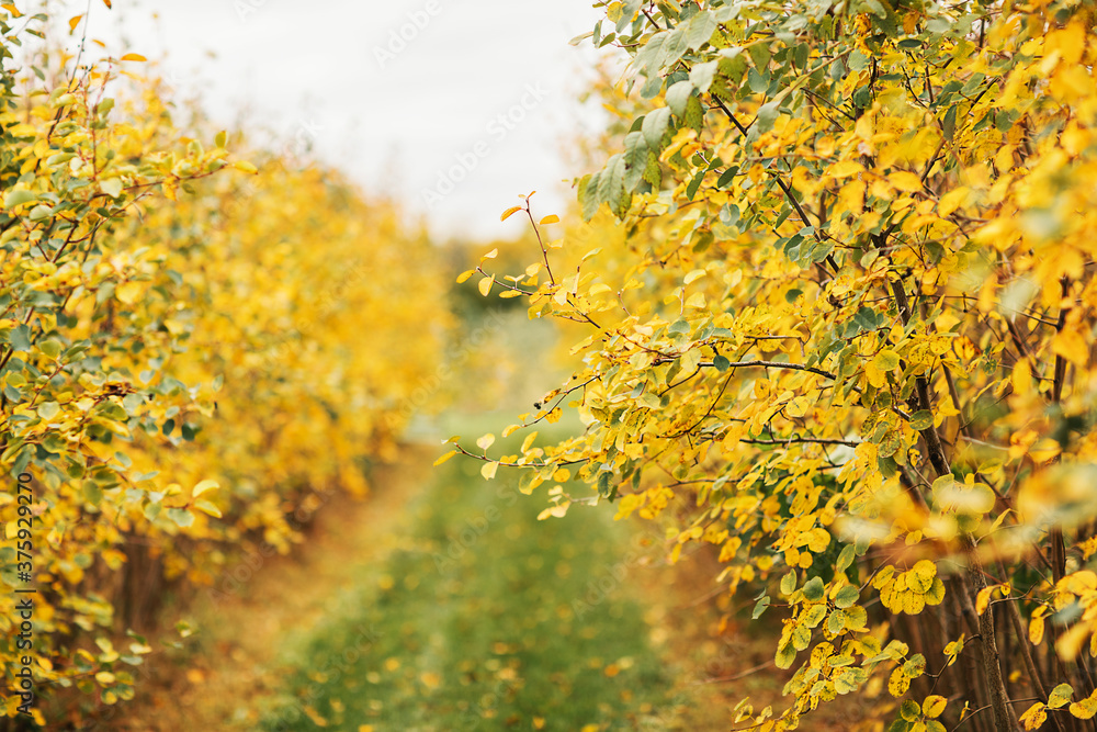 Fall autumn garden with yellow trees