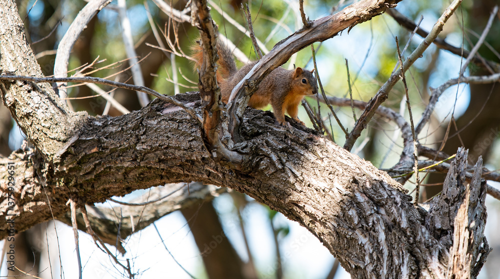 squirrel on the tree squirrel on the tree