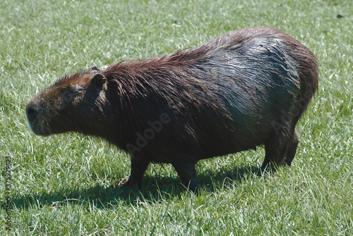 Dirty mud capybara walking on the grass
