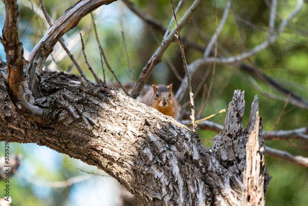squirrel on the tree squirrel on the tree