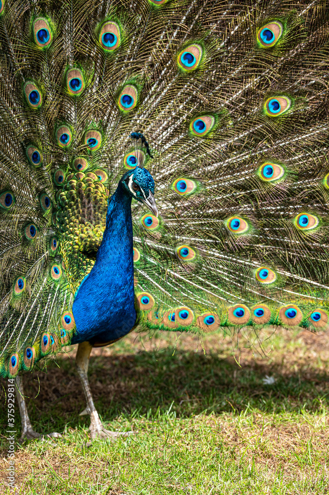 Obraz premium Male peacock bird, Pavo cristatus, squarking with full display tail feathers