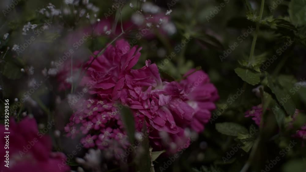 Moving light on bouquet in darkness. Transition from dark to bright Moving light on bouquet in darkness. Transition from dark to bright
